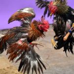 Popular types of fighting cocks