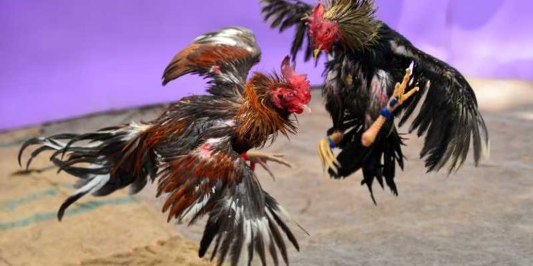Popular types of fighting cocks