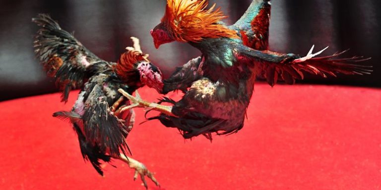 Cockfighting player psychology