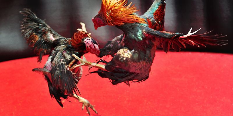 Cockfighting player psychology