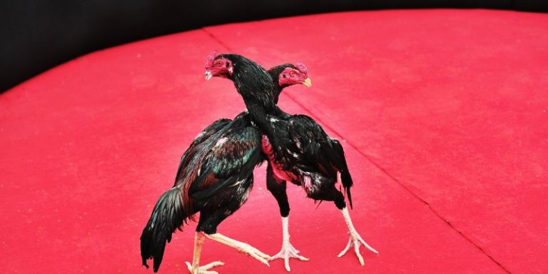 fighting cocks