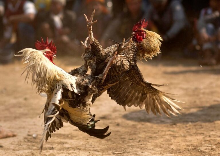 Popular Fighting Rooster Breeds Used in Cockfighting Entertainment